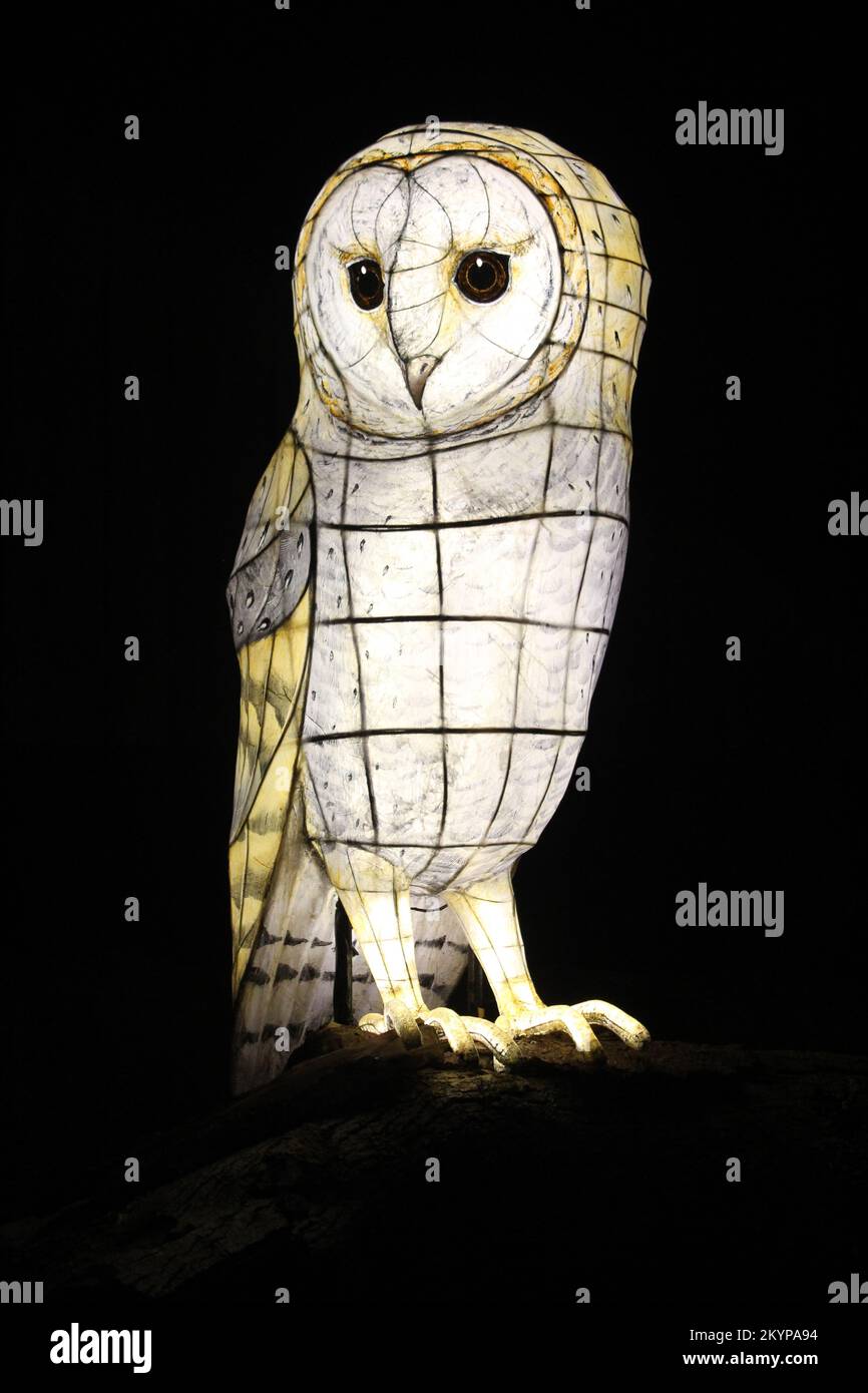 Suzan Vagoose - Heligan Lantern Night - Barn Owl Stock Photo