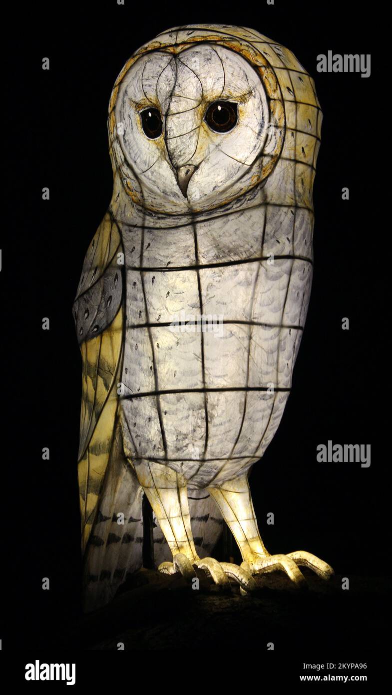 Suzan Vagoose - Heligan Lantern Night - Owl Stock Photo