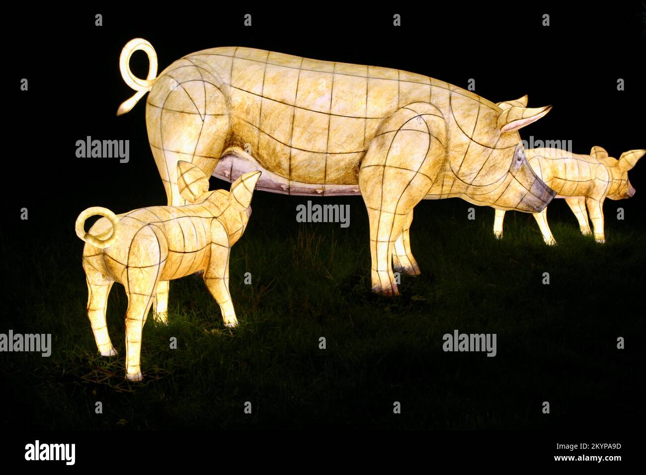 Suzan Vagoose - Heligan Lantern Night - Pigs Stock Photo