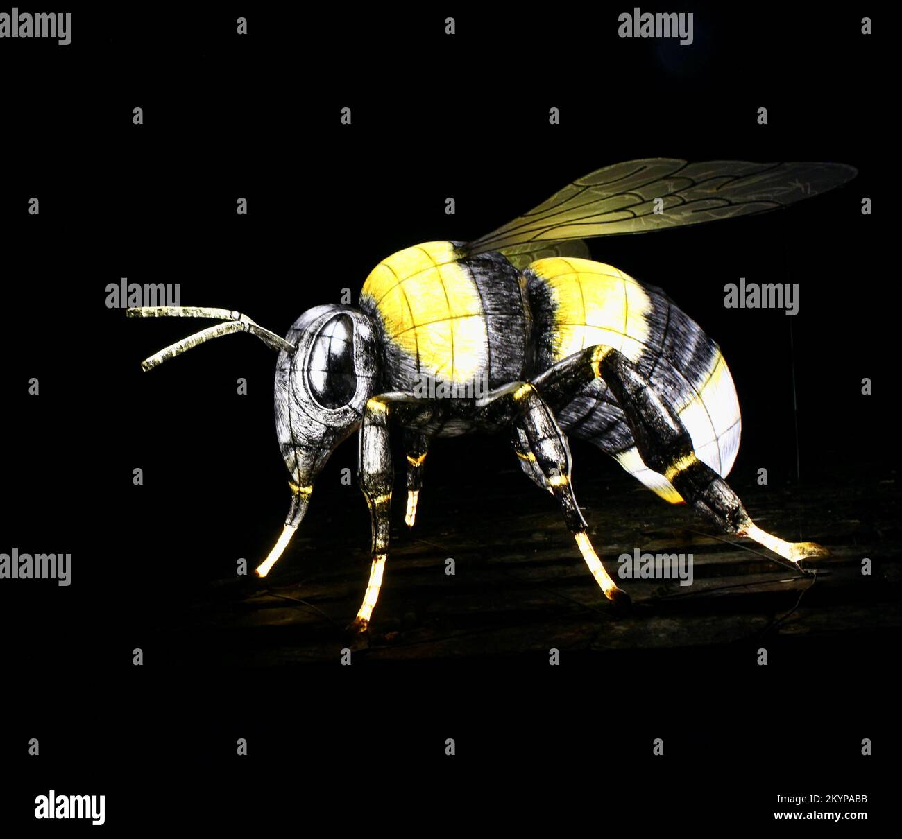 Suzan Vagoose - Heligan Lantern Night - Bee Stock Photo