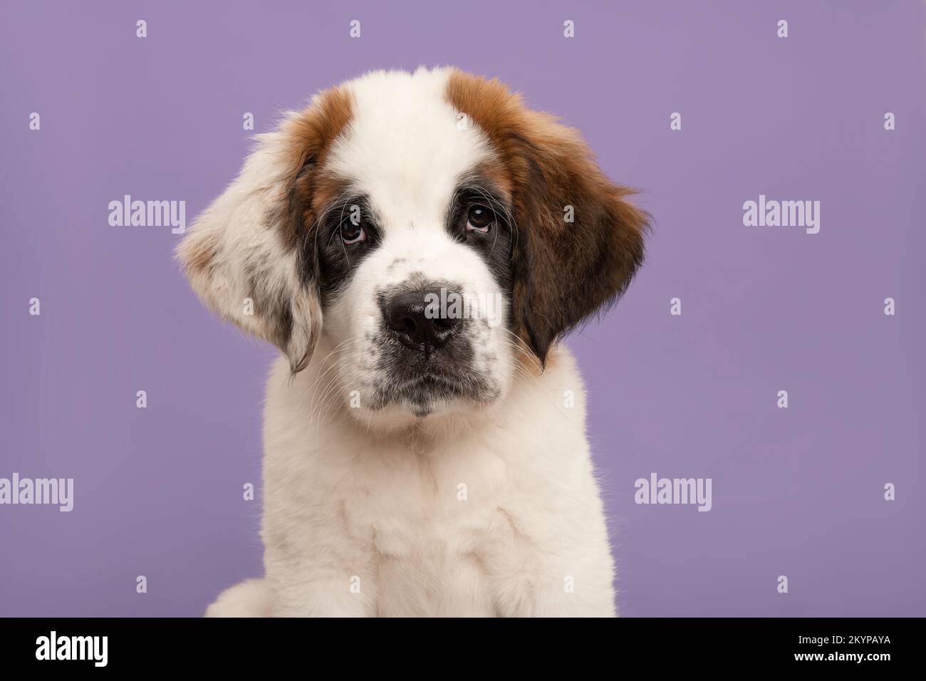 Saint Bernard puppy dog portrait looking at the camera, on a purple background Stock Photo