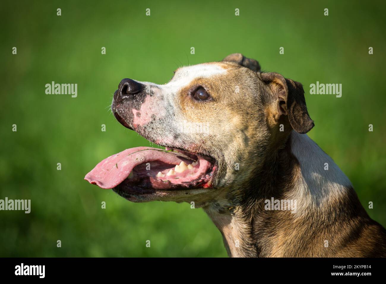 American Pit Bull Terrier Stock Photo