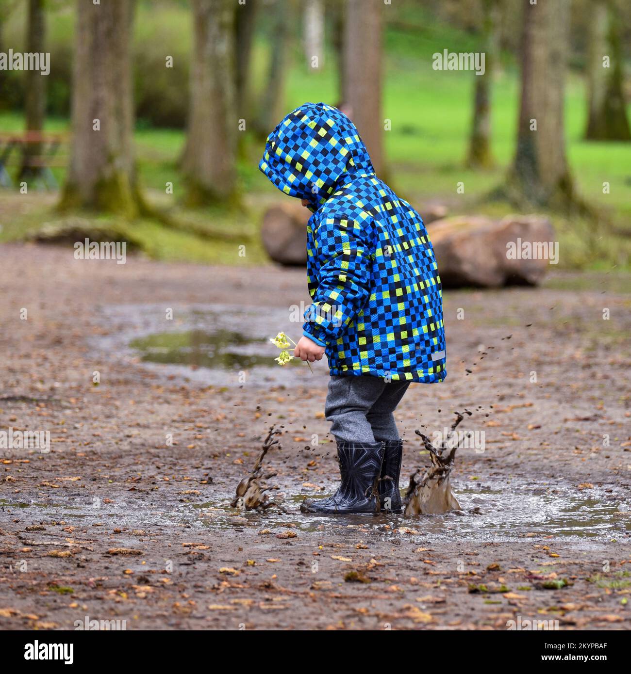 Child wearing a blue rain coat and holding daffodils in his hand, splashing around in a muddy puddle in a park. Stock Photo