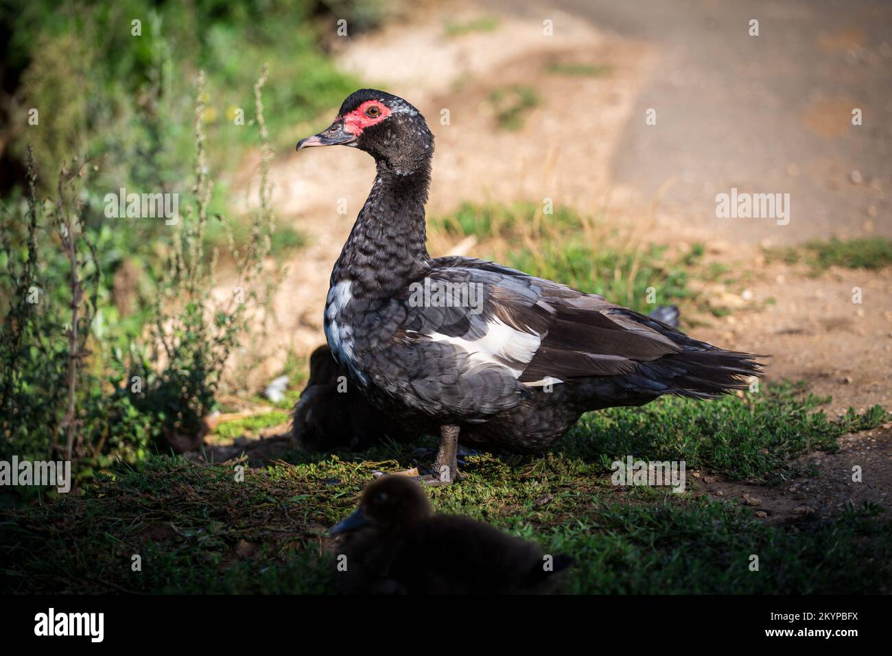 Female muscovy duck Stock Photo