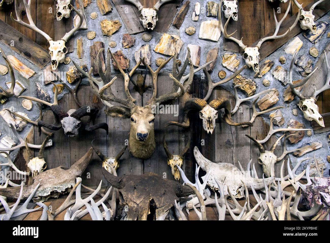 Three Forks, Montana, USA. 01st Dec, 2022. Since 1958, when he was ten