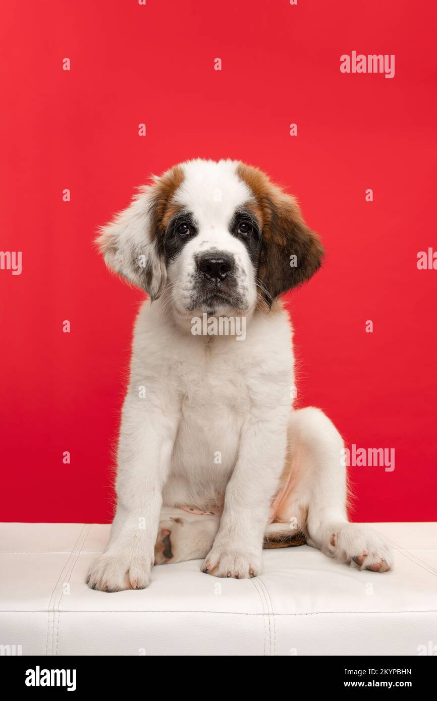 Red saint cheap bernard