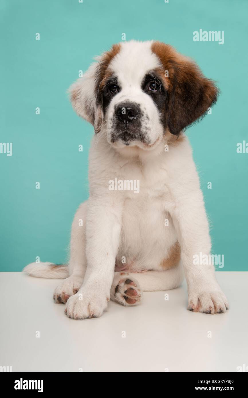 St bernard rescue dog hi-res stock photography and images - Alamy