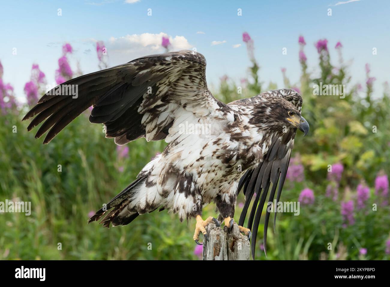 Bald Eagle, Juvenile, Alaska Stock Photo