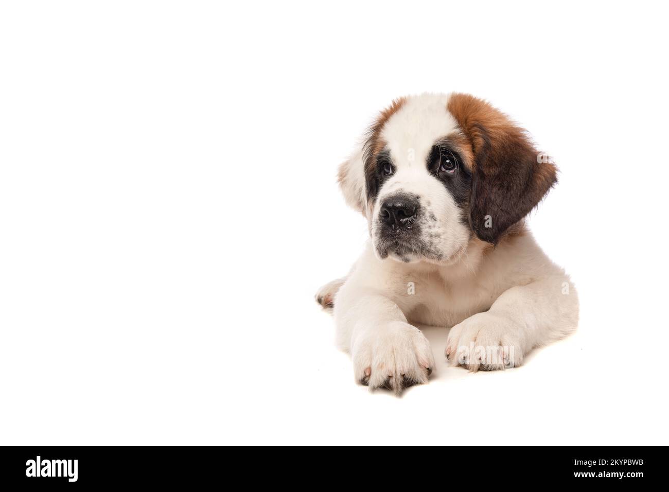 Cute Saint Bernard puppy dog lying down on a isolated white background ...