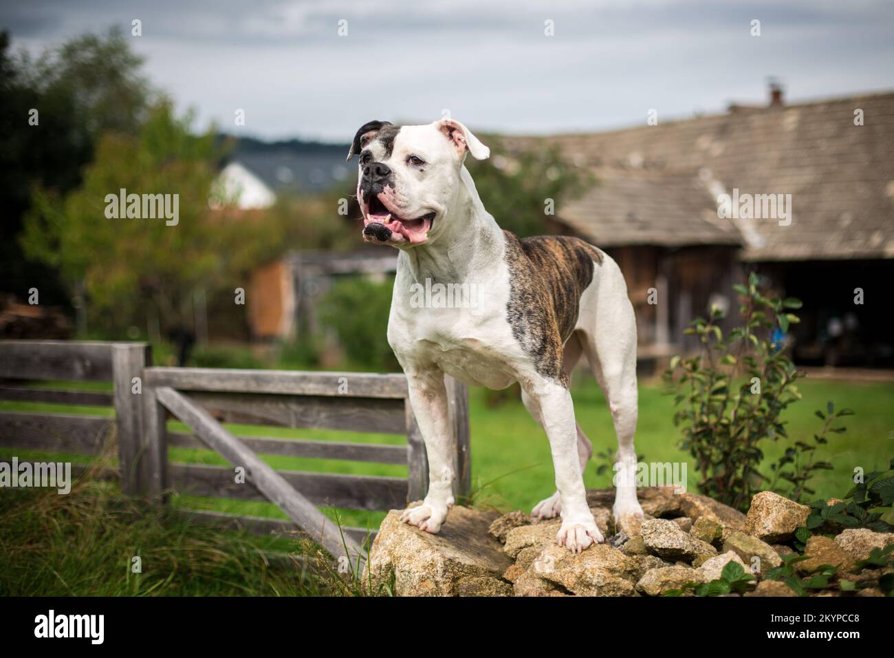 American bully dog hi-res stock photography and images - Alamy