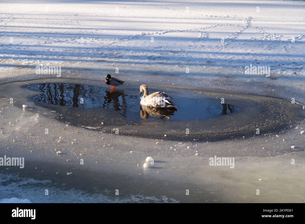 Two waterfowl in a wake with ice and snow all around on frozen water. Stock Photo