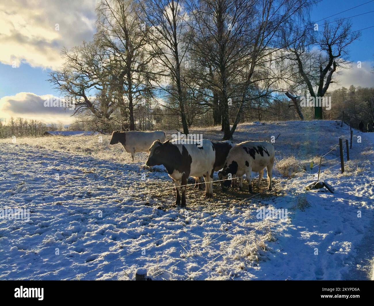 Three bulls outdoors in a paddock in a snowy landscape with pale winter sun. Stock Photo