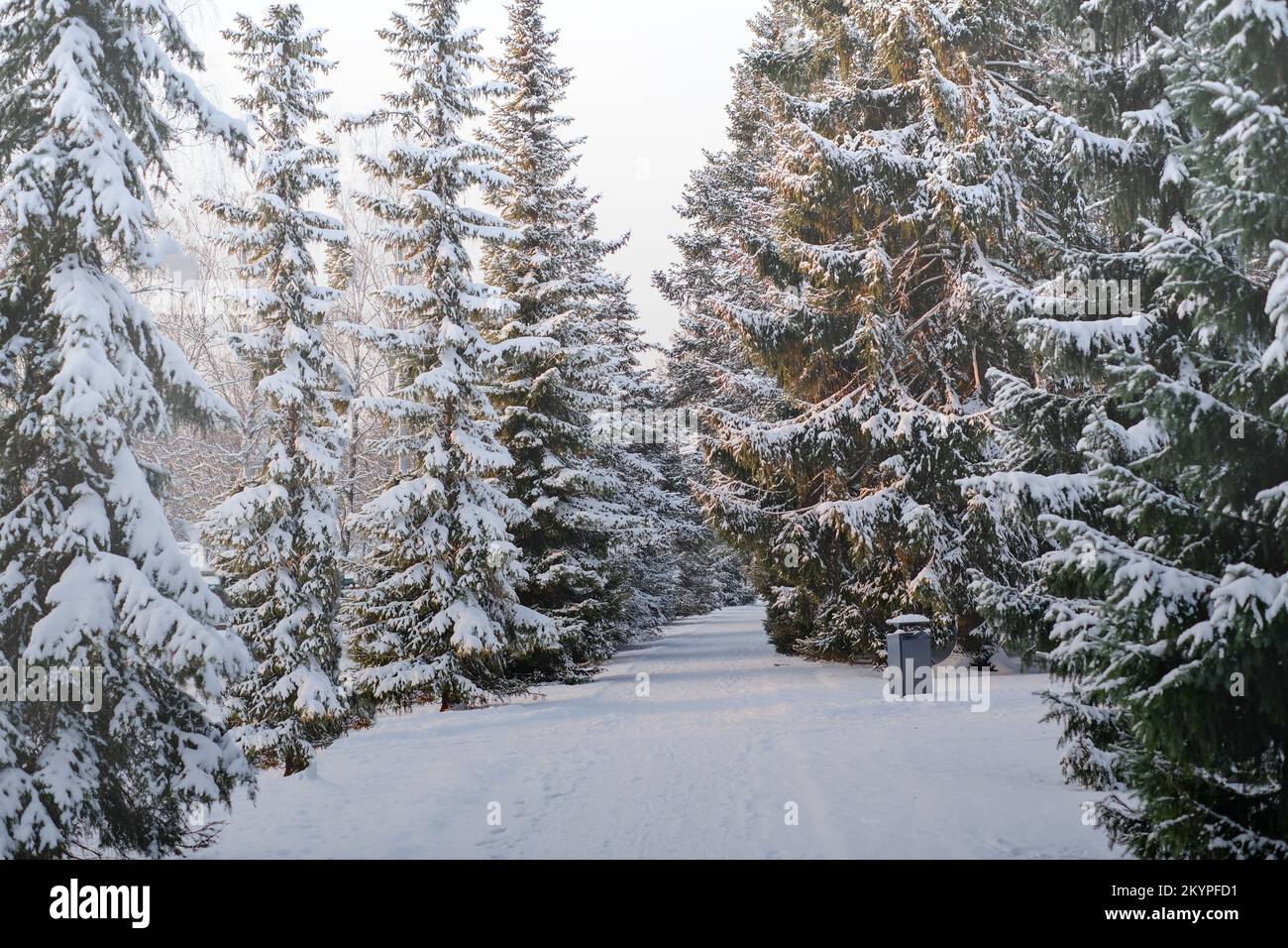 Beautiful winter landscape with fir trees covered with snow. Horizontal video Stock Photo