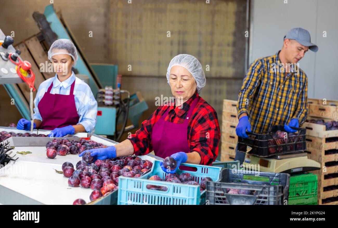 Woman sorting plums on producing grading line Stock Photo