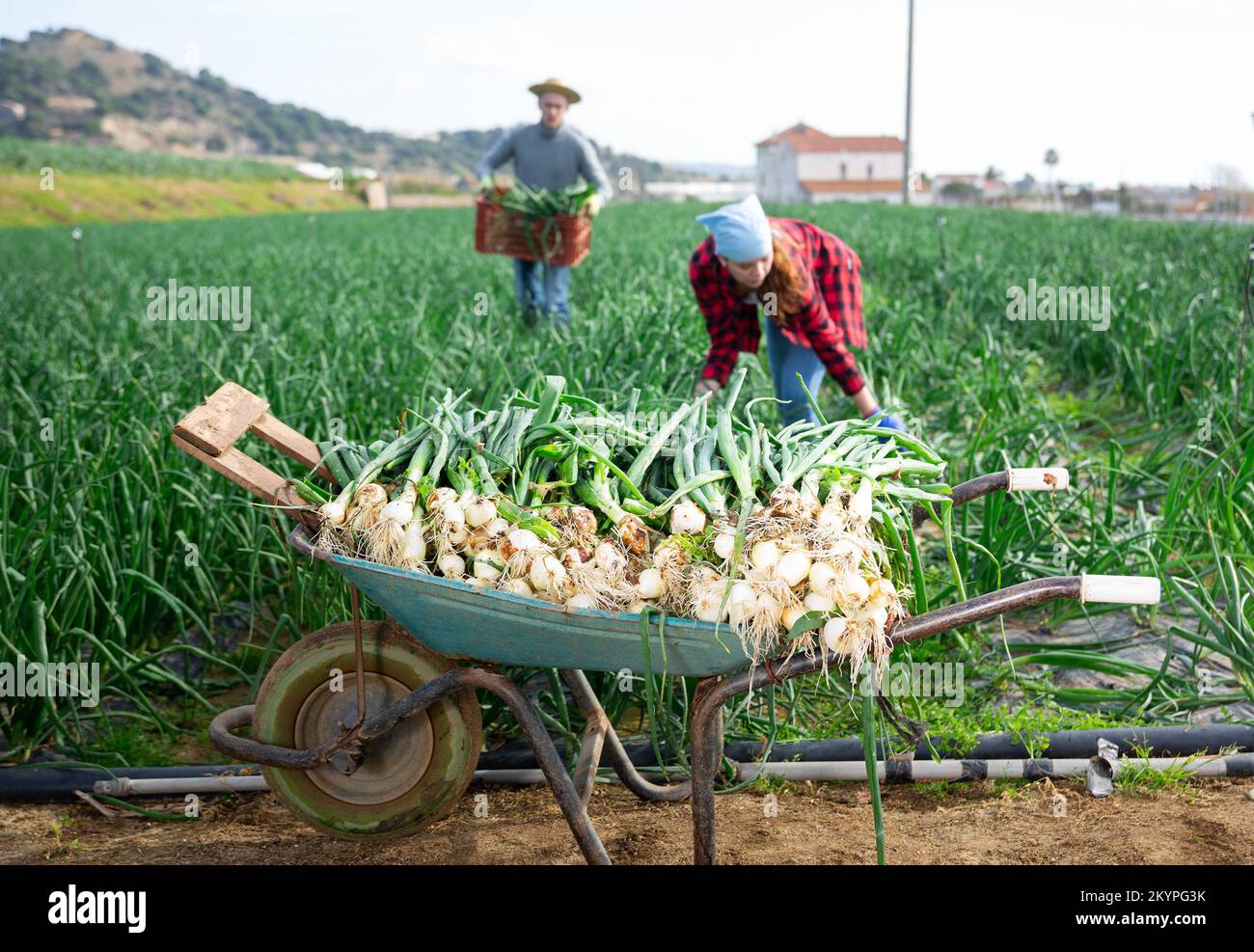 Onion crates hi-res stock photography and images - Alamy