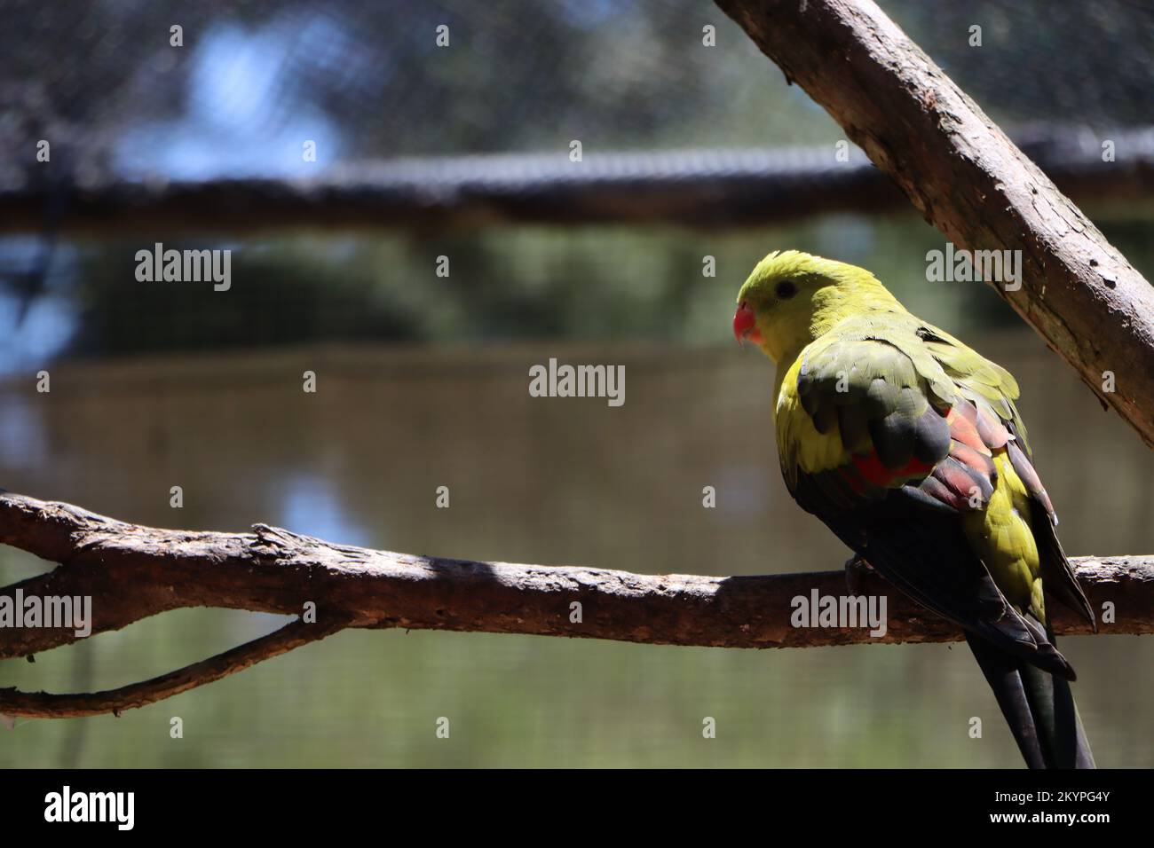 Australian parrot Stock Photo