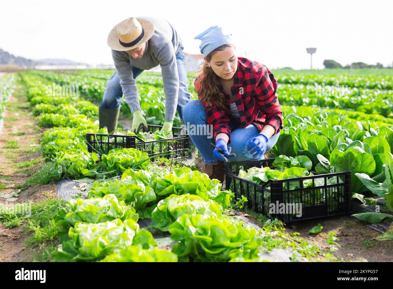 Gardeners husband and wife picking harvest of green lettuce Stock Photo ...