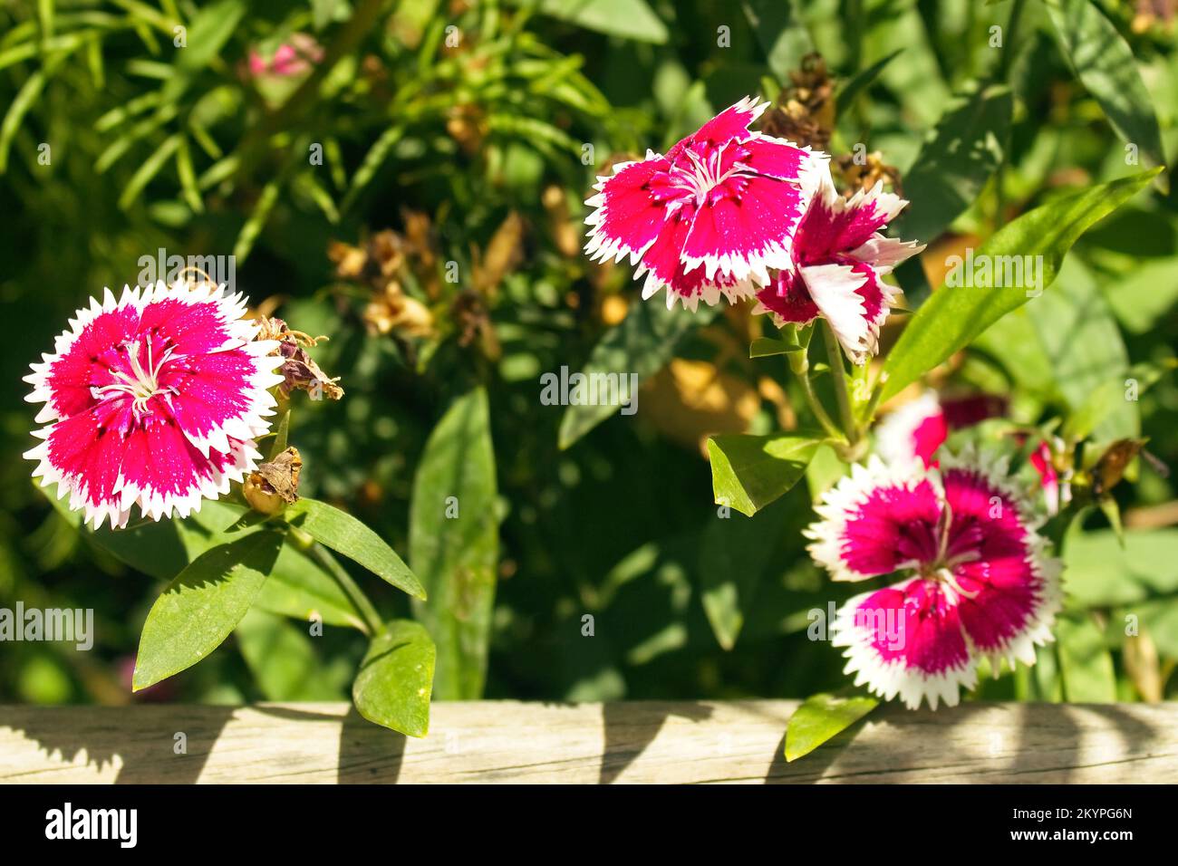 portrait of flower dianthus chinensis, japanese carnation Stock Photo