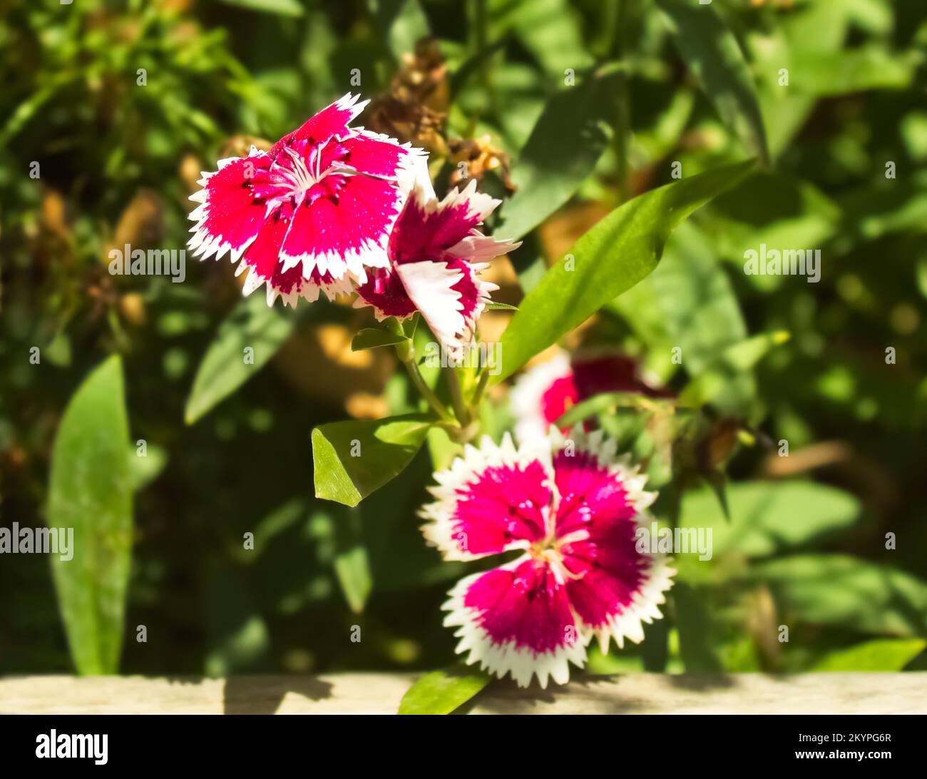 portrait of flower dianthus chinensis, japanese carnation Stock Photo
