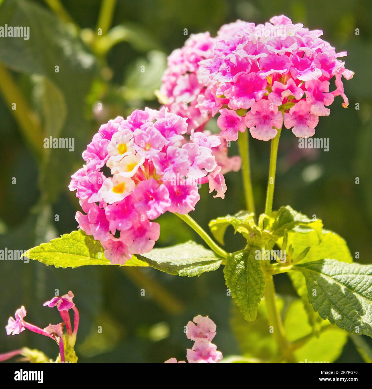 closeup portrait of a flower lantana camara, family verbenaceae Stock Photo