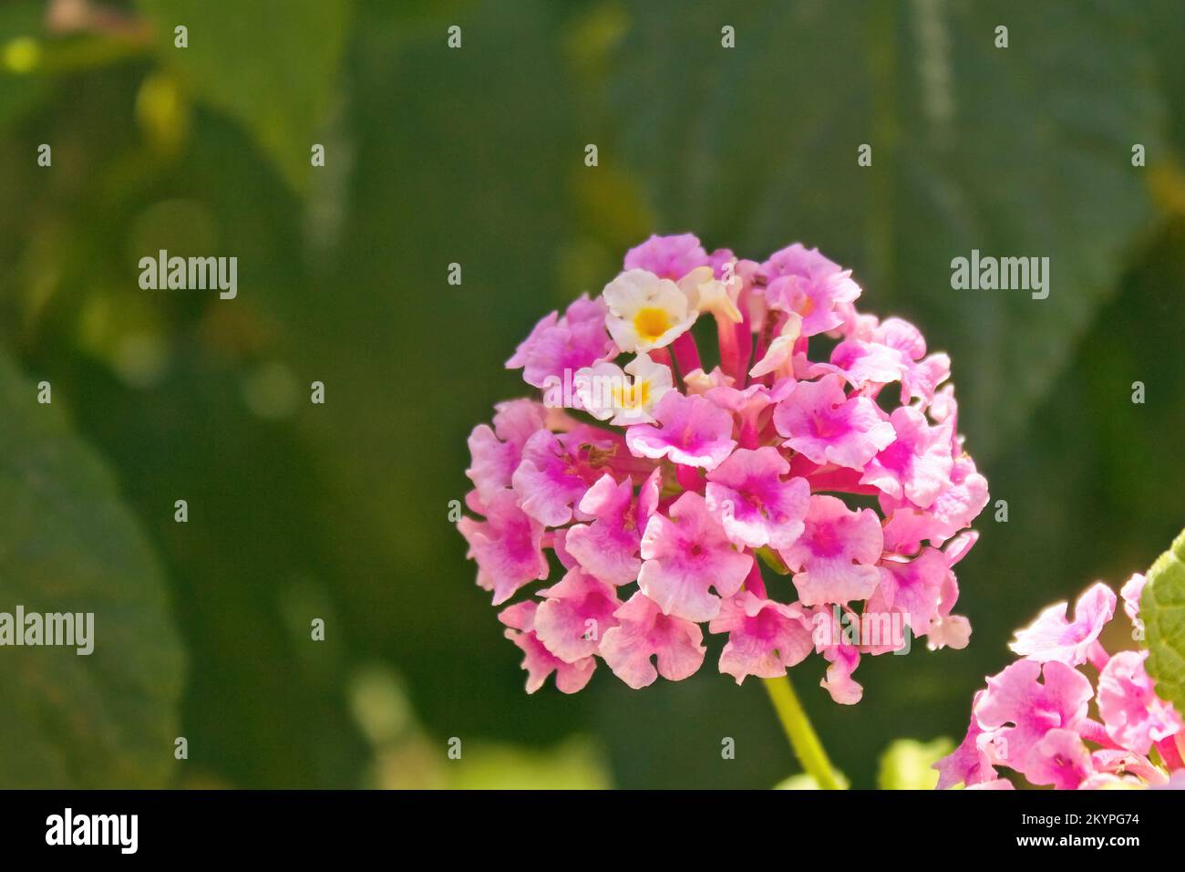 closeup portrait of a flower lantana camara, family verbenaceae Stock Photo