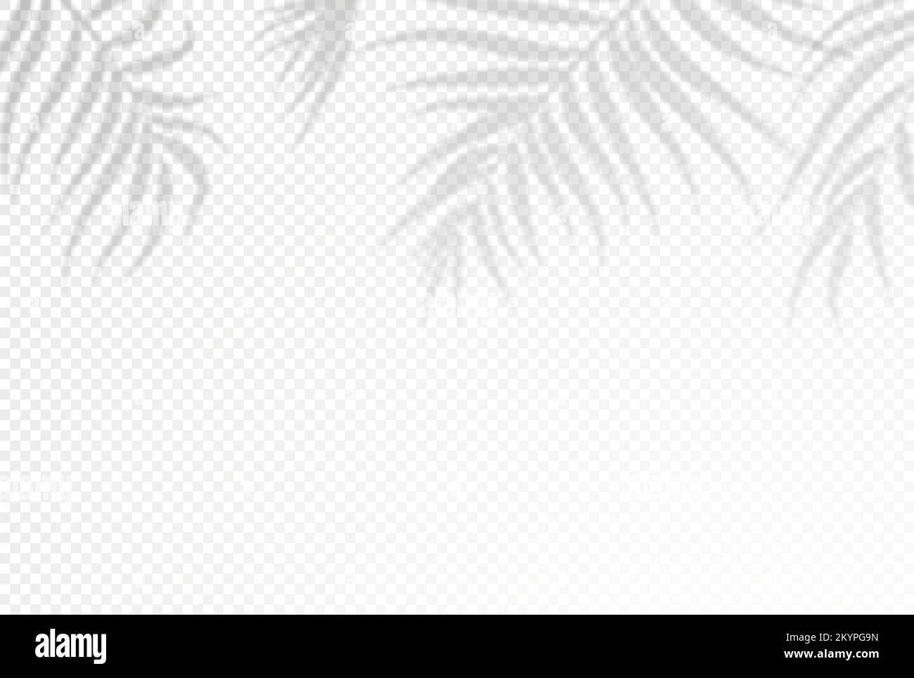 Realistic shadow of  palms leaves on transparent background. Tropical leaves shadow. Element for presentations and mockups Stock Vector