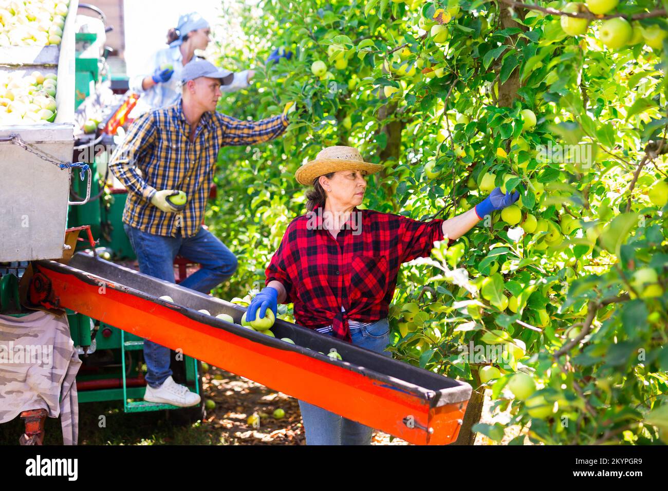 Farmers working on harvesting platform, picking apples Stock Photo
