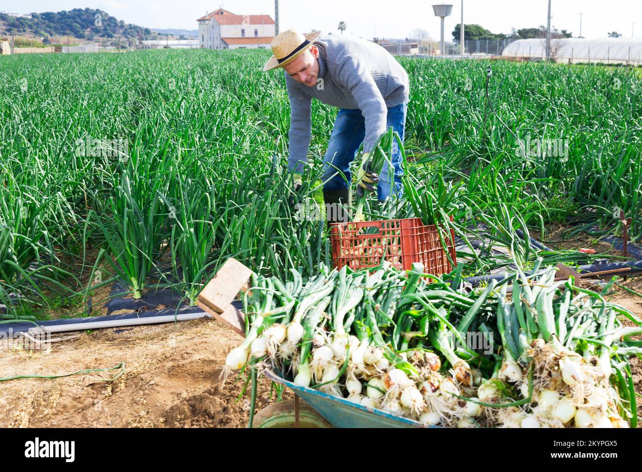 Farmer harvesting onion plantation hi-res stock photography and images ...