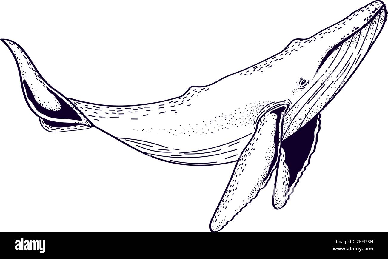 whale sea icon Stock Vector Image & Art - Alamy