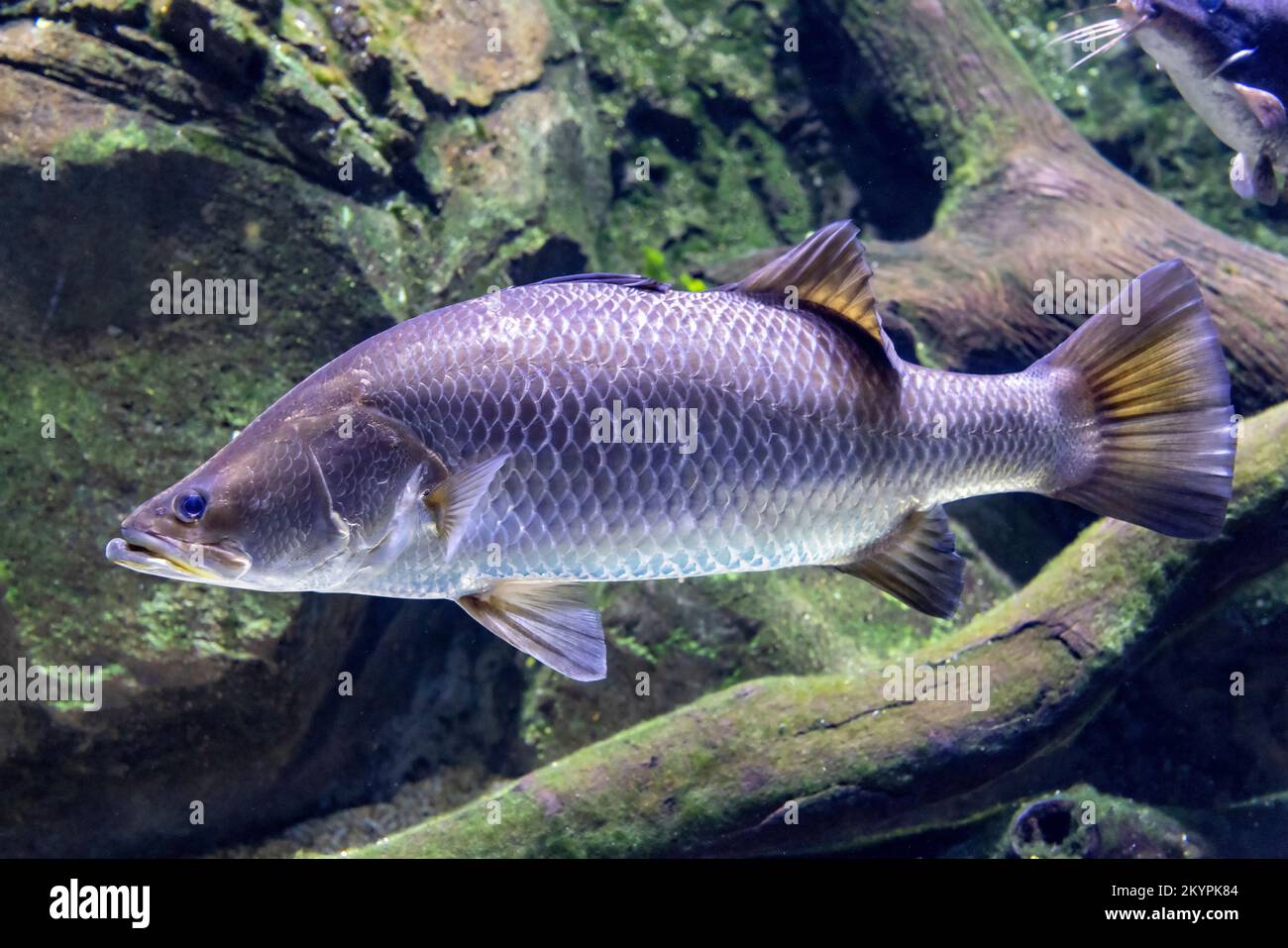 australian-sooty-grunter-fish-in-aquarium-stock-photo-alamy