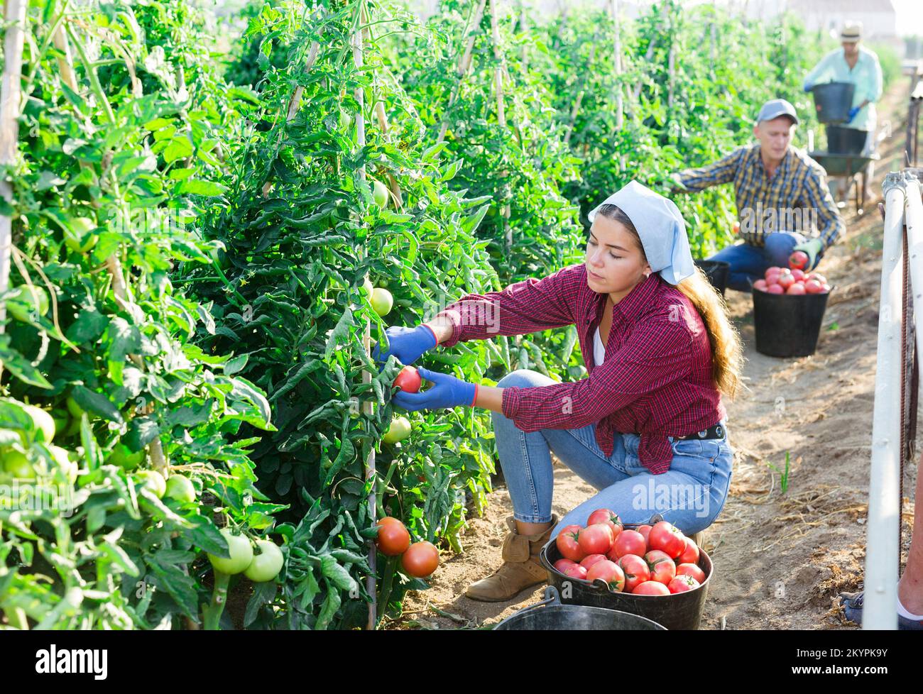 Focused girl harvesting red tomatoes on farm field Stock Photo - Alamy