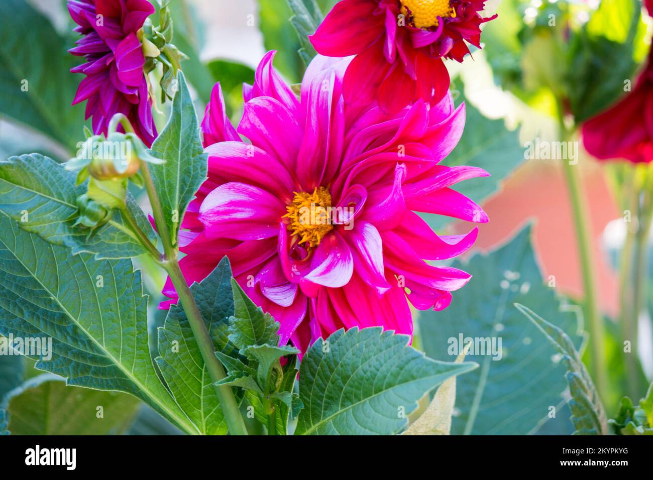 Pianta plant hi-res stock photography and images - Alamy