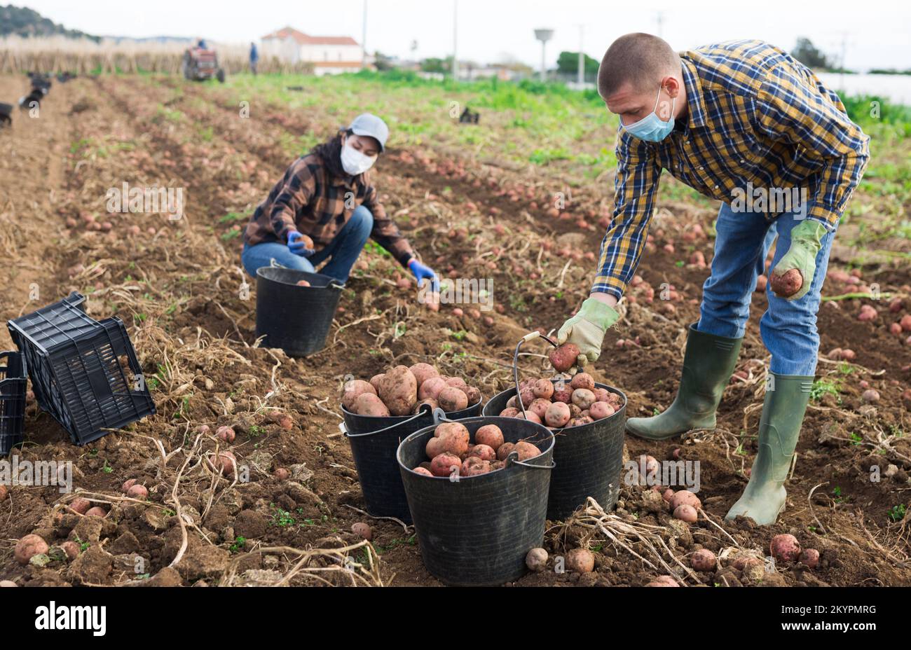 Farmers in protective mask working on farmer plantation, picking ...