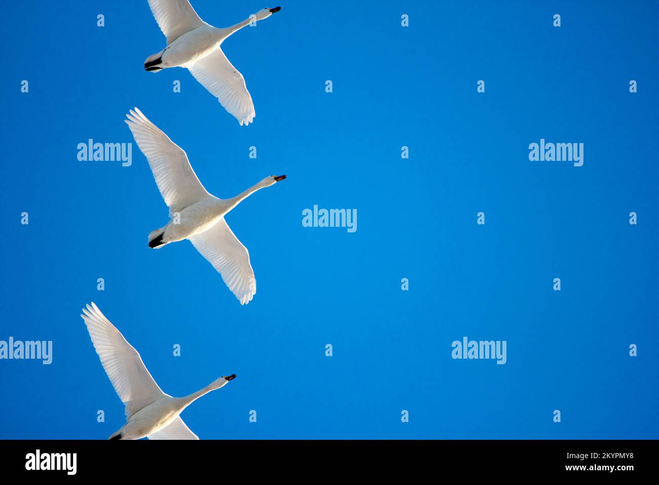 Swans flying in a clear blue sky, Holland Stock Photo Alamy