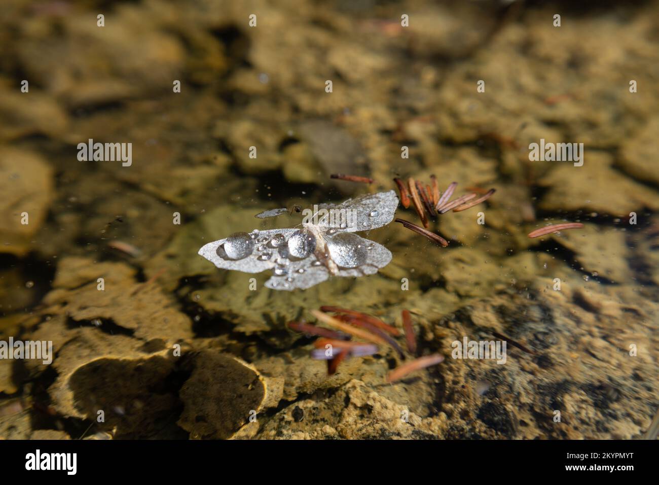 Moth floats on water Stock Photo Alamy