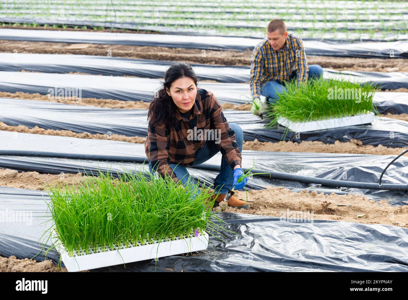 Farmer planting onion seedlings hi-res stock photography and images - Alamy