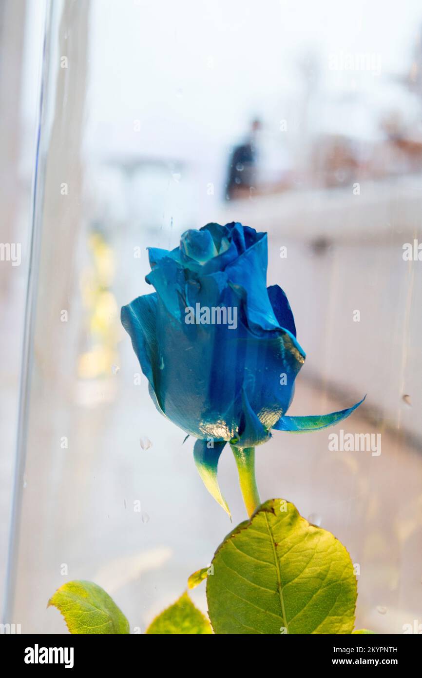 Una rosa blu sotto vetro, A blue rose under glass Stock Photo