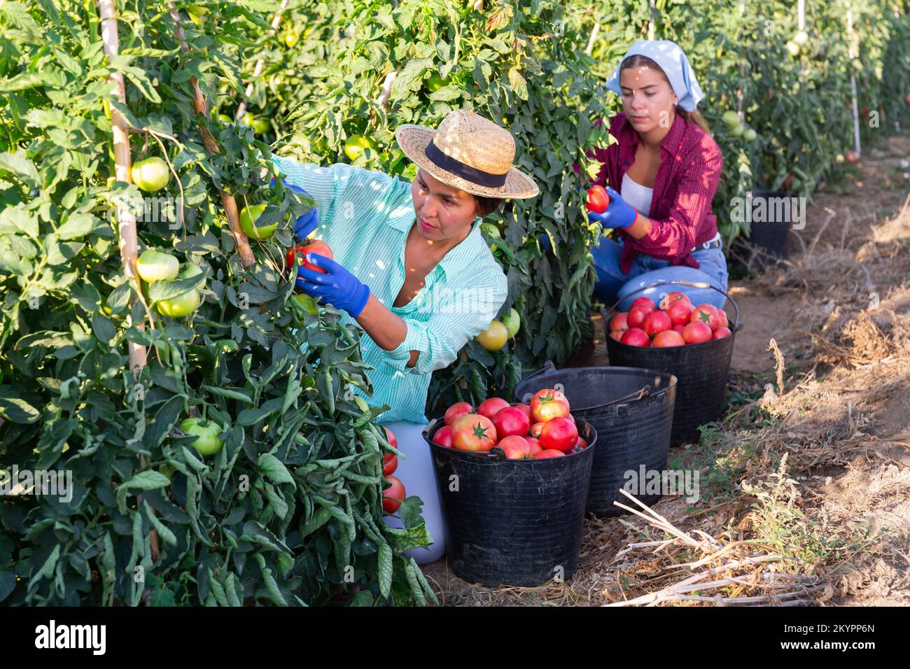 Asian female farm worker gathering crop of pink tomatoes Stock Photo ...