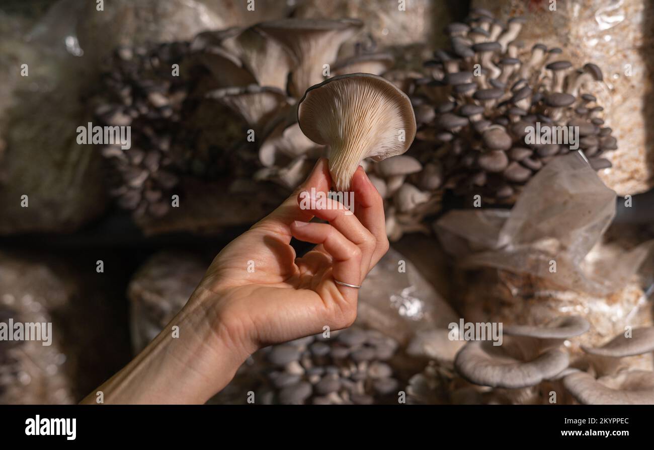 Fresh oyster mushroom in womans hand. Stock Photo