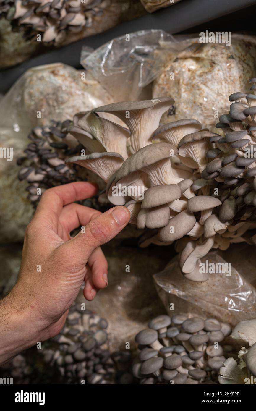Farmer harvesting oyster mushrooms in mushroom greenhouse. Stock Photo