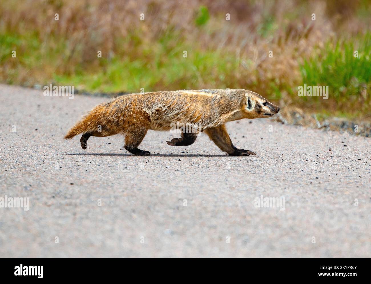 Taxidea hires stock photography and images Alamy