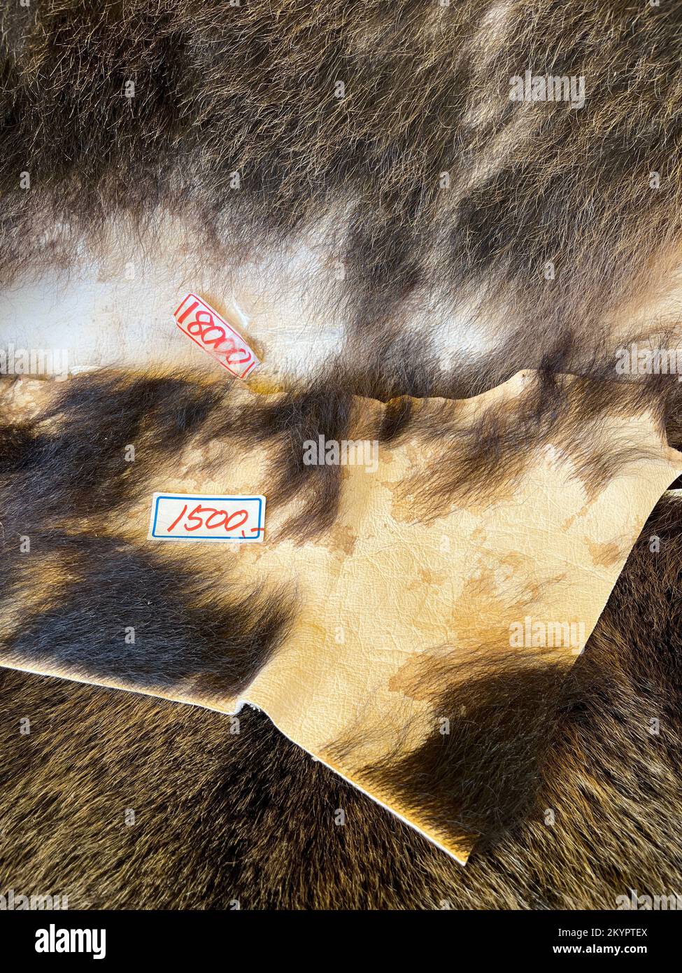 Brown bear hide with price tags Stock Photo Alamy