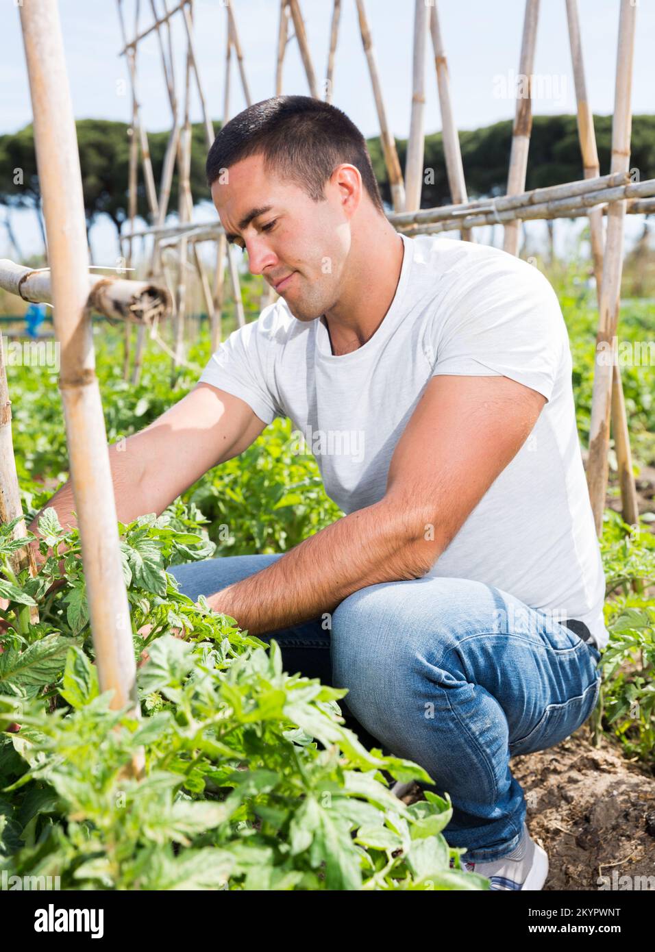 Man gardener working with tomatoes bushes in garden Stock Photo