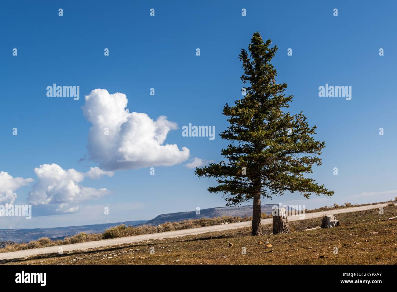 Lone Pine tree on the Skyline, Clear Blue Sky with a Few Floating Clouds Stock Photo