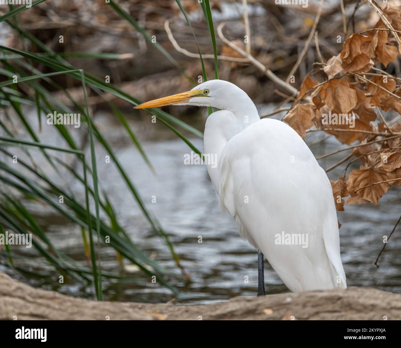A Great Egret (Ardea alba) searches for food at the Sepulveda Basin Wildlife  Reserve in Van Nuys, CA. Stock Photo