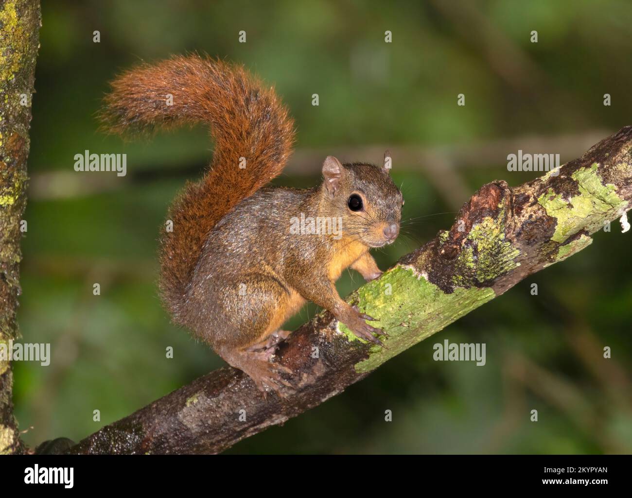 The red-tailed squirrel (Sciurus granatensis) in the rainforest of Costa Rica Stock Photo