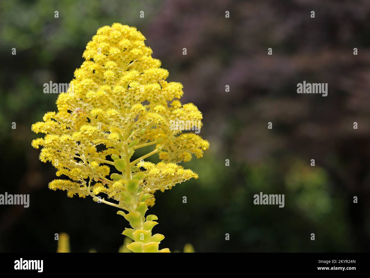 Yellow aeonium - California Stock Photo