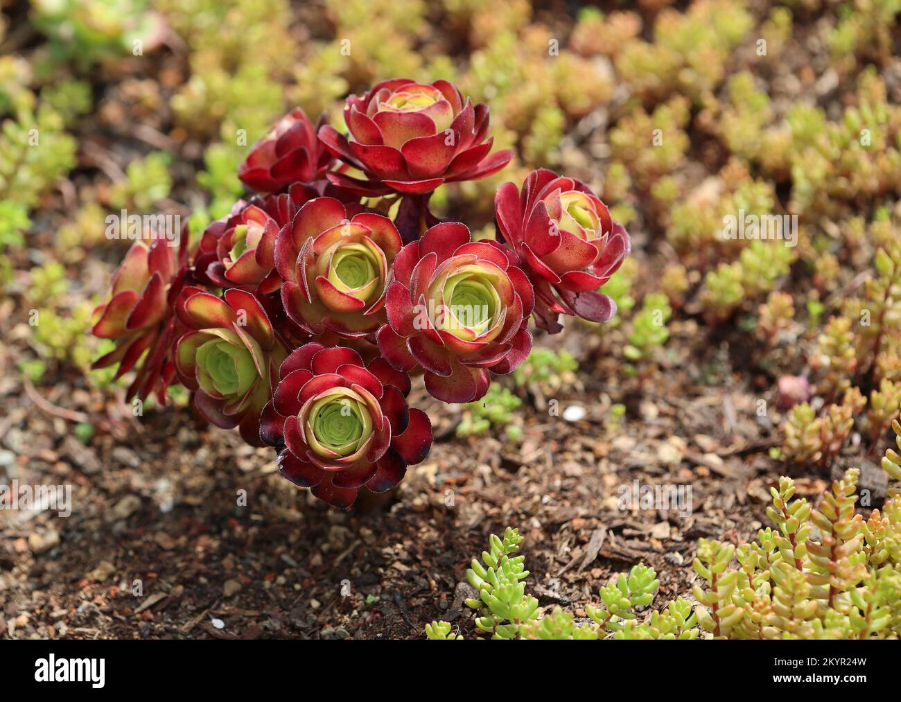 Aeonium plant - California Stock Photo