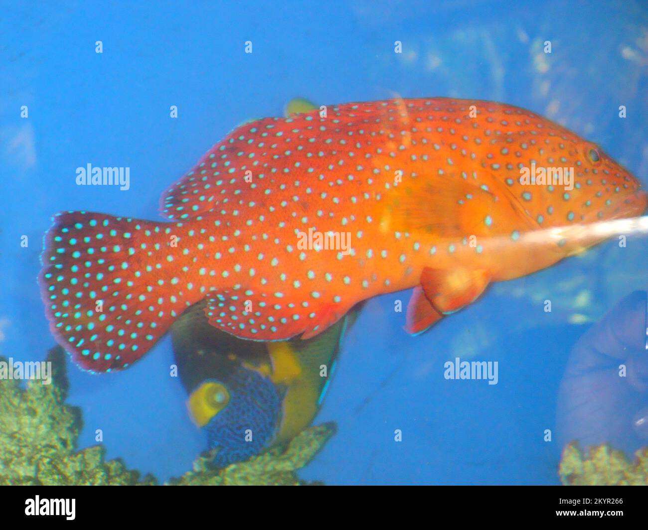 A day in the Dehiwala Zoo, Colombo, Sri Lanka Stock Photo Alamy