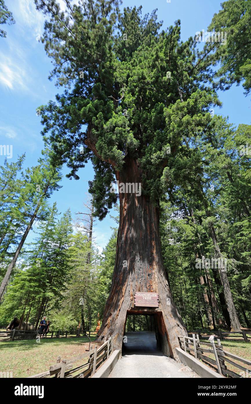 Landscape with Chandelier tree California Stock Photo Alamy